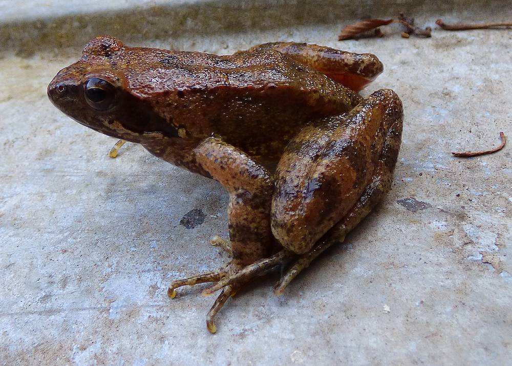 RANA LATASTEI? Rana italica